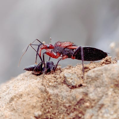 Assassin Bug (insect)
