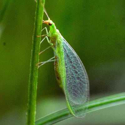 Lacewing (insect)