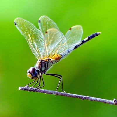 Dragonfly (insect)