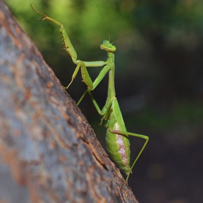 Praying Mantis (insect)