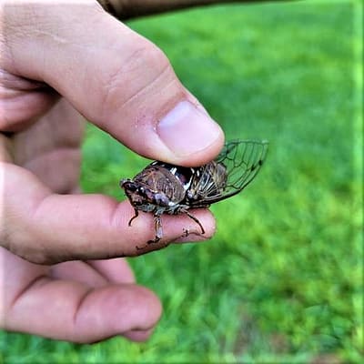 Cicada in Hand