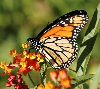 Monarch Butterfly (insect) on Milkweed