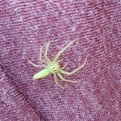Green Spider (arachnid)