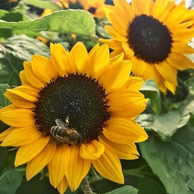 Bee (insect) on Sunflower