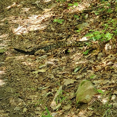 Rattlesnake Across Trail