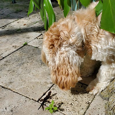 Pearl the Dog in a Standoff with a Lizard