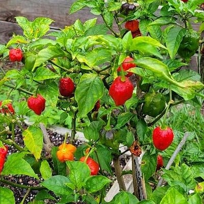 Vietnam Red Peppers Growing