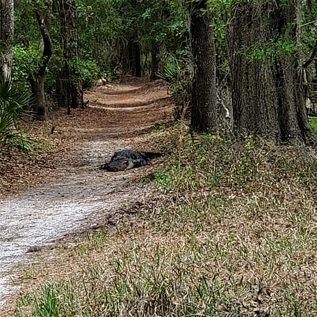 Alligator Laying on Trail