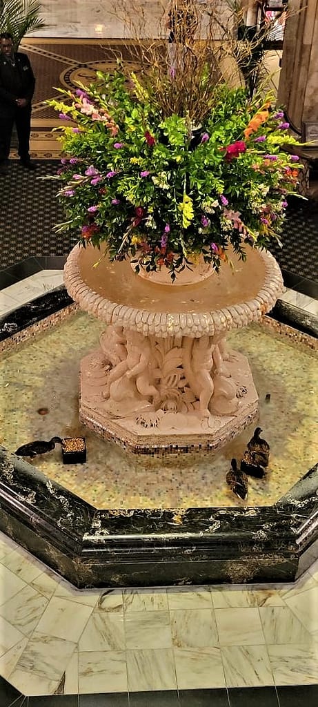 The Peabody Ducks Swimming in the Hotel Fountain