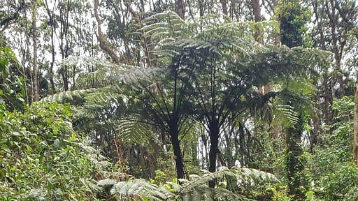 Enormous Tree Ferns