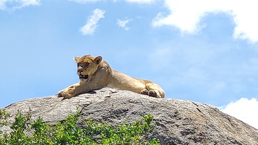 Lioness on a Rock