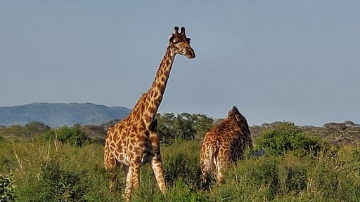 Giraffes in the Serengeti