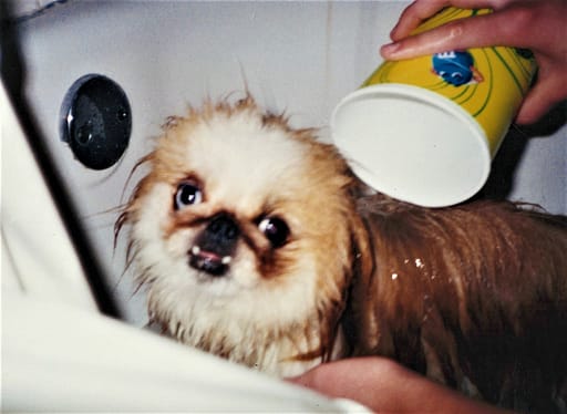 Bartok the Dog Getting a Bath