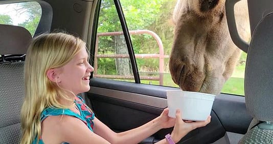 Abby Feeding a Camel