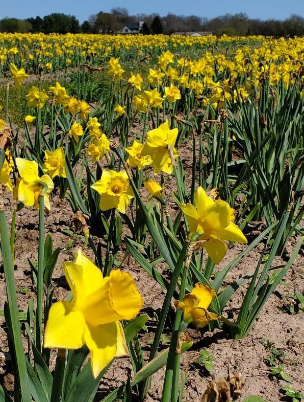 Daffodils, flowers