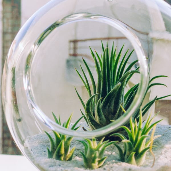 Air Plants in a Glass Bowl with Sand