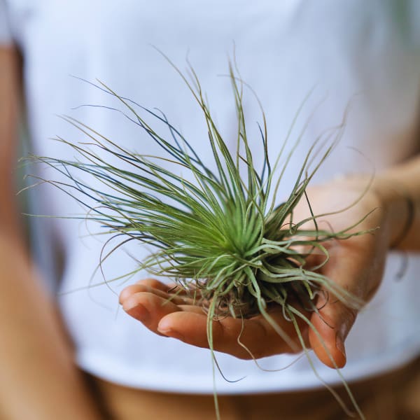 Air Plant in Person's Hand