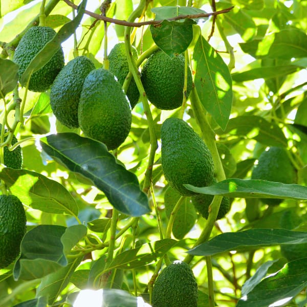 Avocadoes on Tree