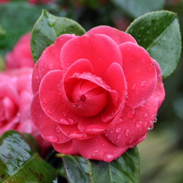 Pink Camellia Flowers with Green Foliage