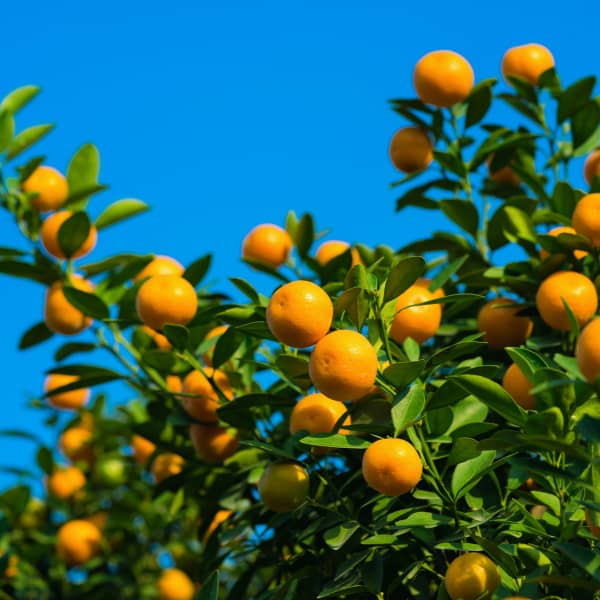 Kumquat Tree, citrus fruit tree