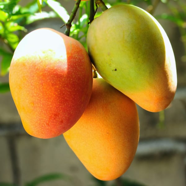 Mangoes Hanging from a Tree