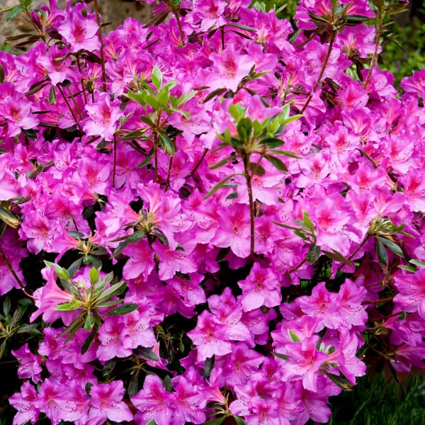 Purple Azaleas, flowering shrub