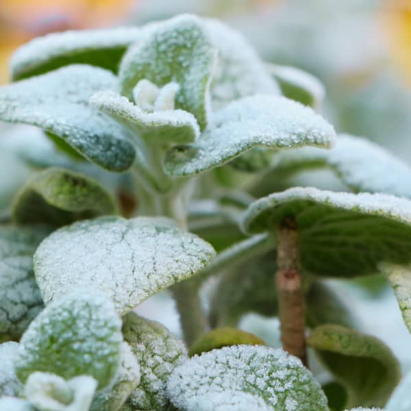 Frost-Covered Leaves on Plant