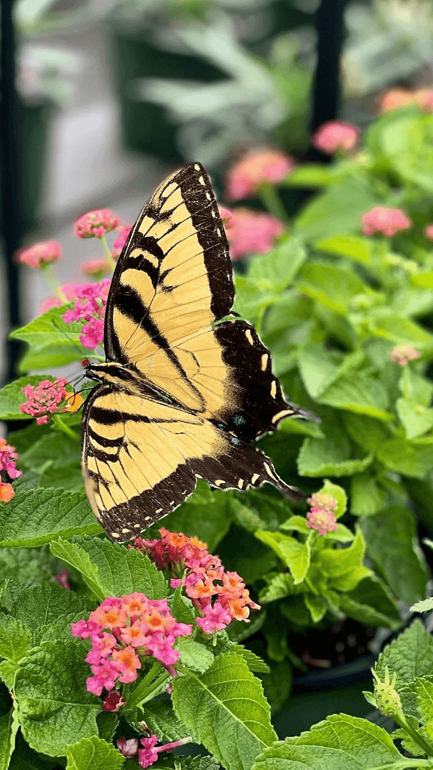 Butterfly with Lantana Plants