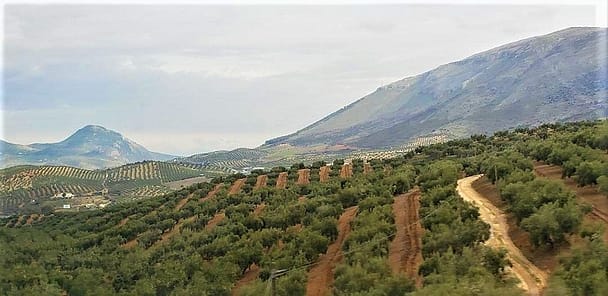 Olive Orchards in Spain