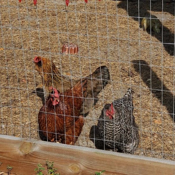 Chickens in Their Yard