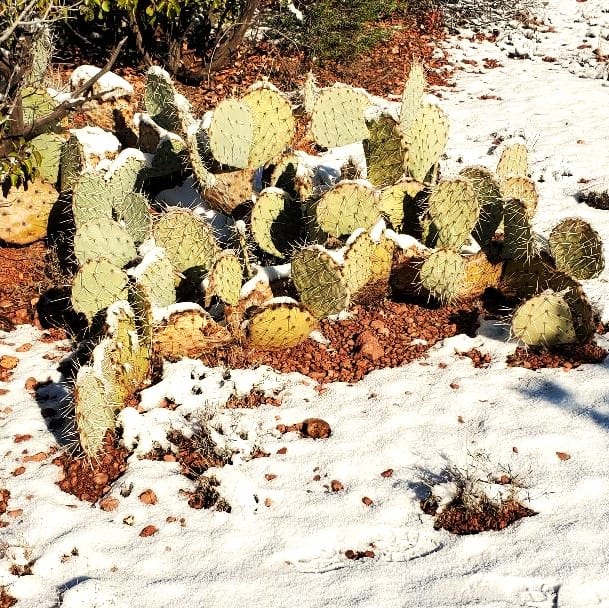 Prickly Pear Cactus in the Snow