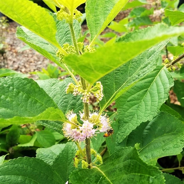 Bee Getting Nectar from Beautyberry Flower
