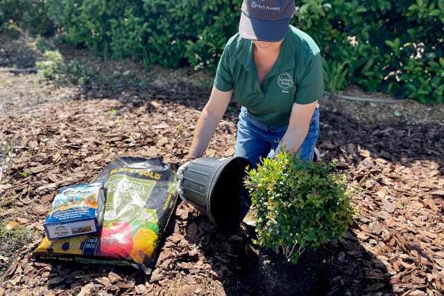 Woman filling the planting hole with a rich planting mix.