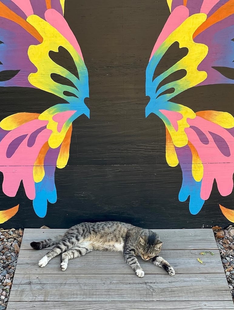 Cat Sleeping in front of Butterfly Mural