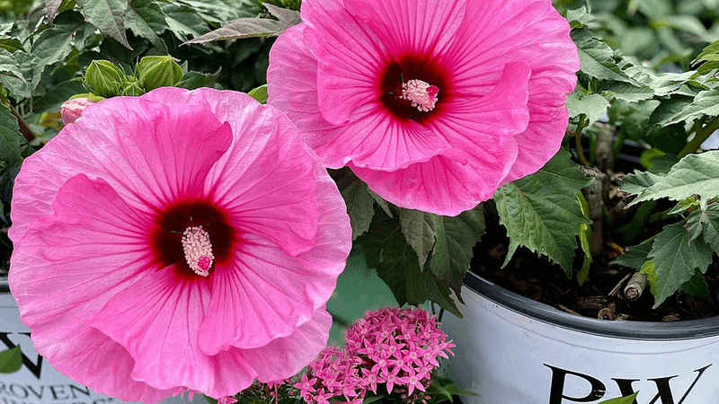 Rose Mallow Hibiscus