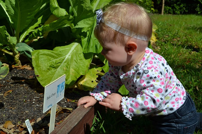 Toddler Baby in the Garden Looking at Bok Choy Plants Growing