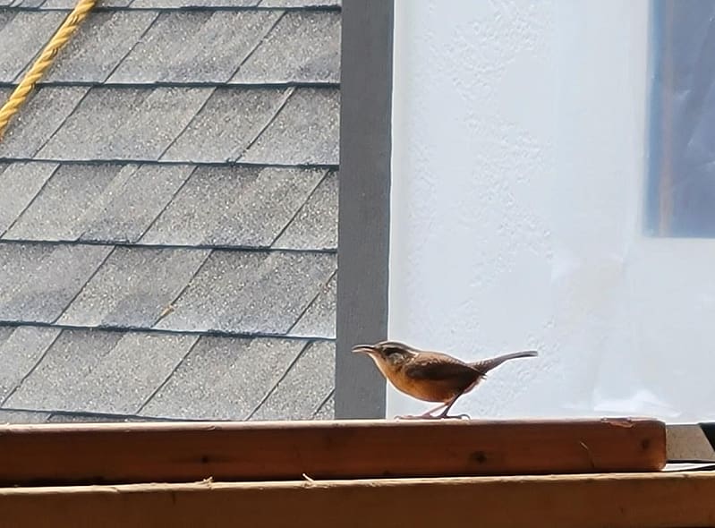 A house wren trying to get into the house.