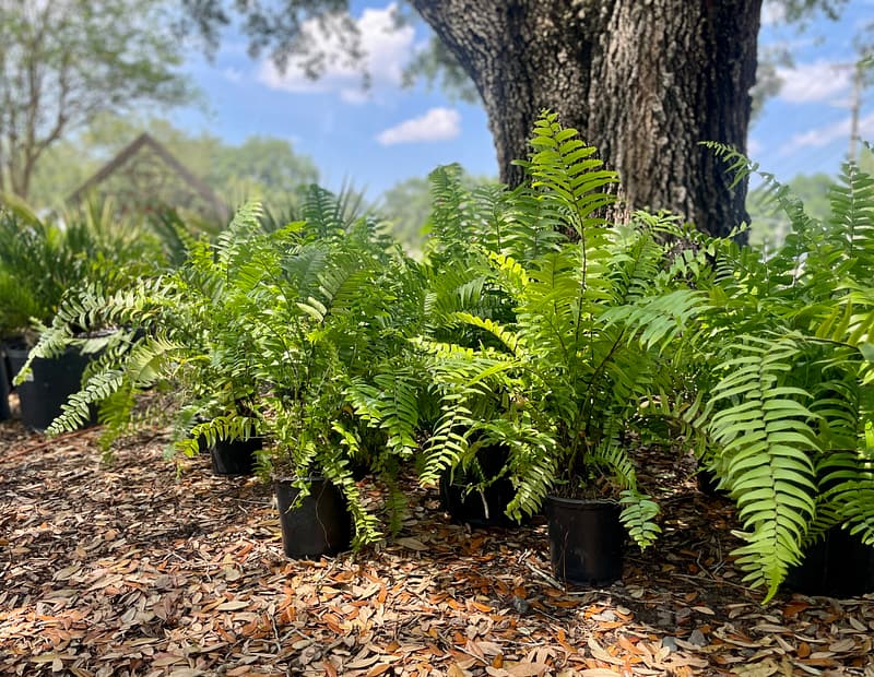Macho Fern, Florida native plant
