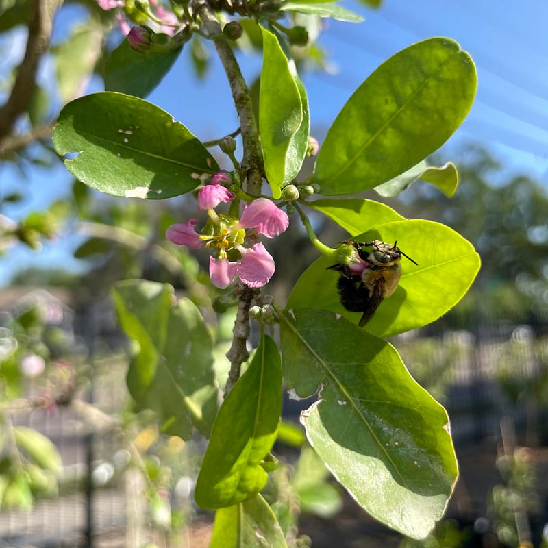 Barbados Cherry Tree with bee