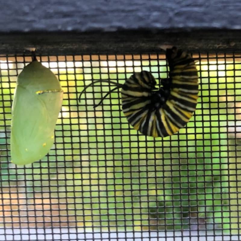 Chrysalis and Monarch Caterpillar Going Into Chrysalis