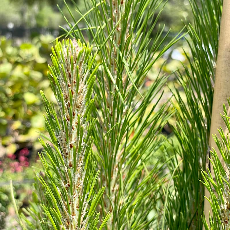 Slash Pine, Florida native plant