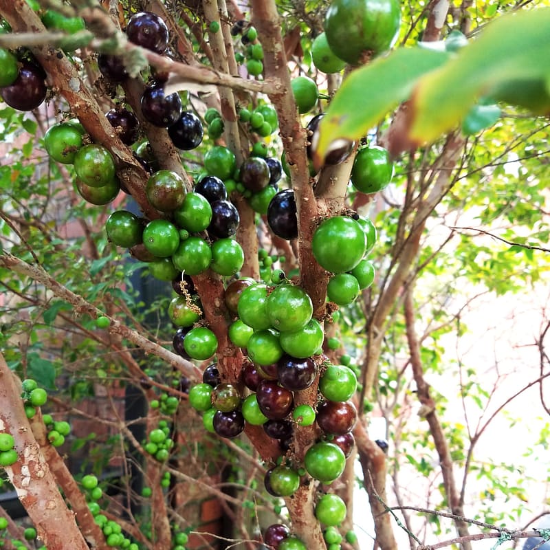 Jaboticaba Fruit Tree (with fruit coming out of branches)
