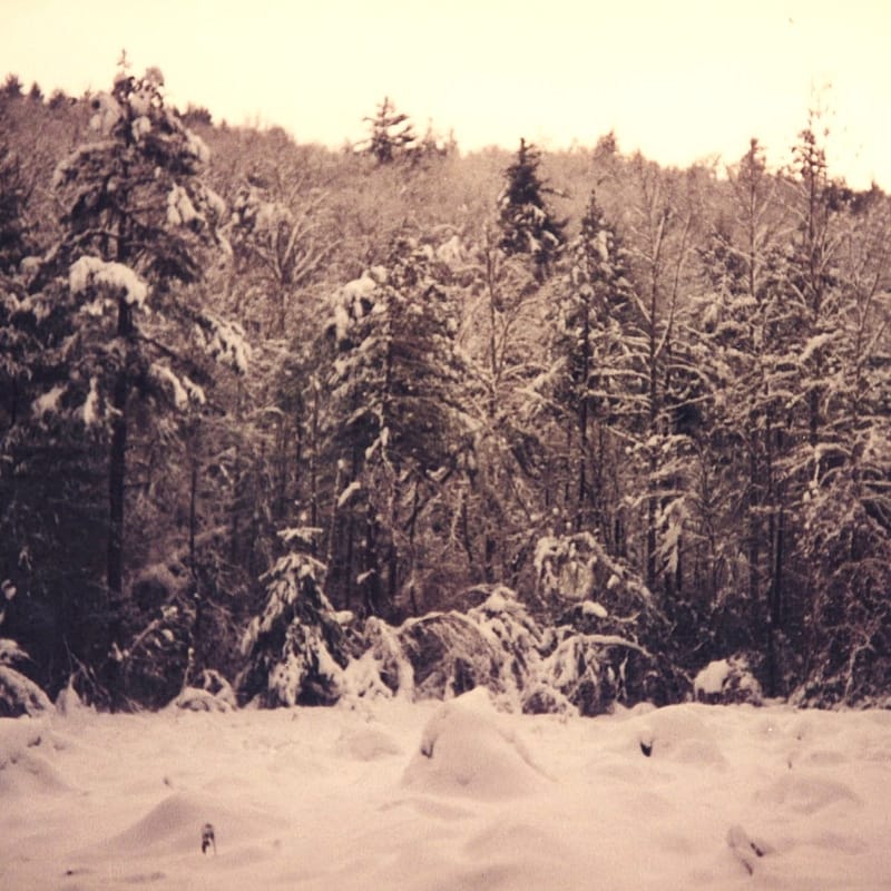 Woods in the Snow