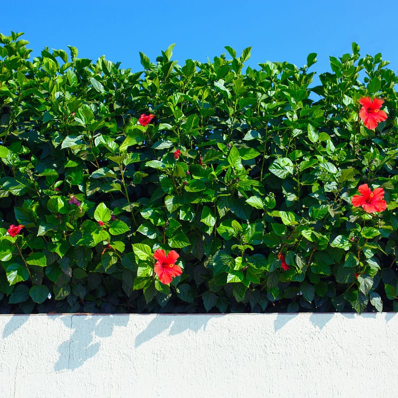 Hibiscus Hedge Growing Over White Wall with Pinkish-Red Blooms