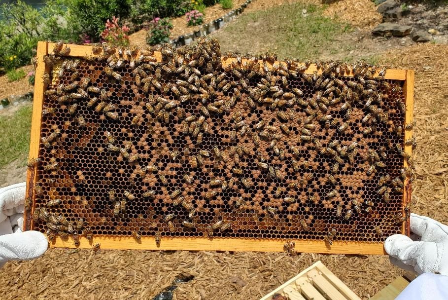 Beehive Frame Swarming with Bees