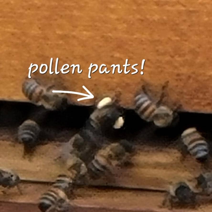 Bee in Hive with Pollen Pants
